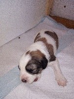 NIEBO 